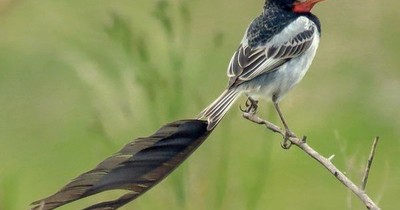 La Nación / Avistan ave en peligro de extinción en el área de influencia de la Transchaco