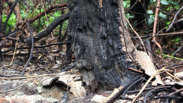 Por incendio, están en peligro de  extinción varias especies de árboles