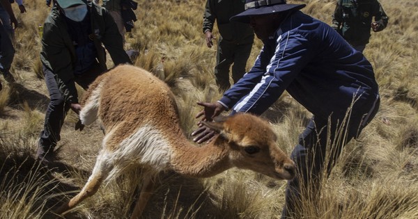La Nación / Esquila de vicuñas, faena ancestral que pervive en los Andes de Perú