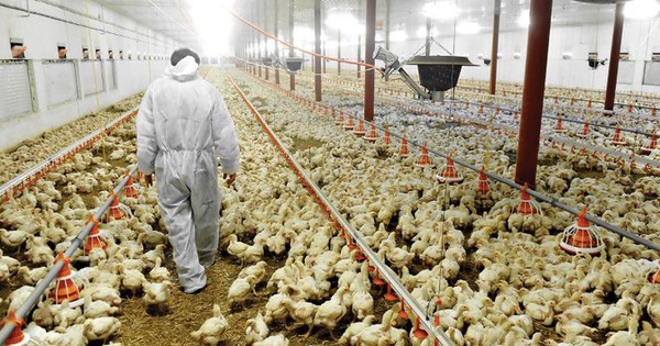 La Nación / Destacan el potencial de la industria avícola