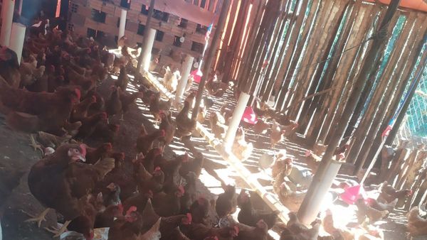 Pone a la venta  sus gallinas por suba excesiva del afrecho