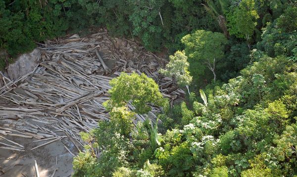 Brasil desforestó en últimos 36 años un área equivalente al doble de Paraguay
