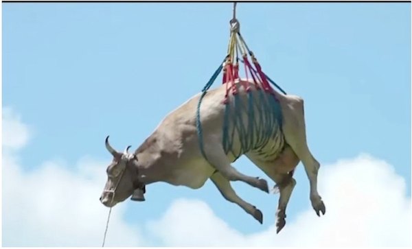 Crónica / Aparecieron las vacas que vuelan
