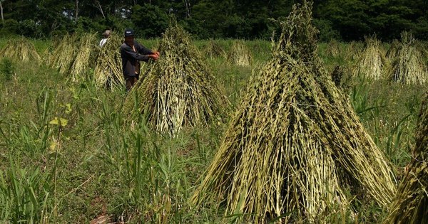 La Nación / Sesameros prevén sembrar 160 mil hectáreas este año