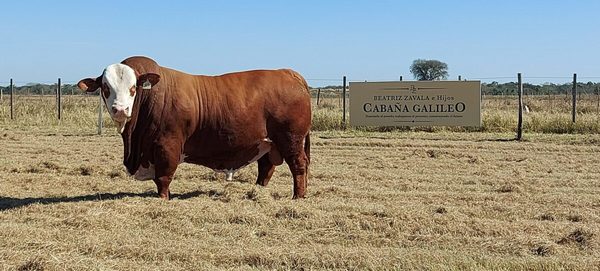El Rodeo remata reproductores élite y comerciales de Cabaña Galileo, hoy lunes