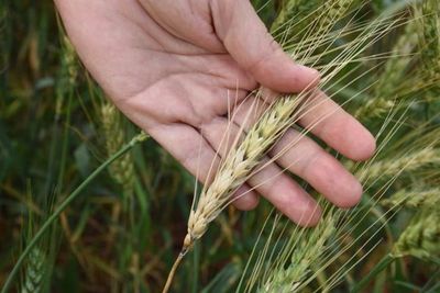Productores reportan que las últimas lluvias favorecen al trigo - La Clave
