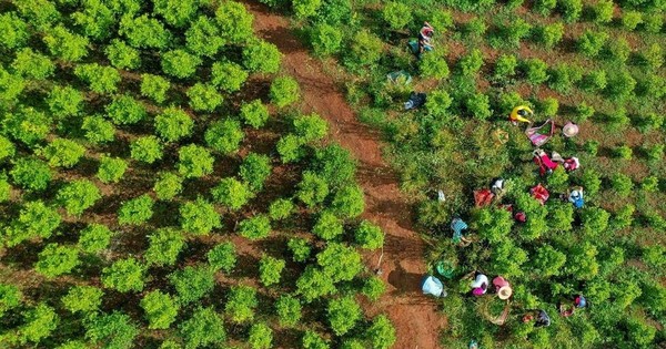 La Nación / “San Coca”, un viaje a la pujante economía ilegal de Colombia