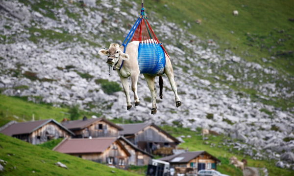 Vacas lesionadas regresan a su hogar en Suiza en helicóptero