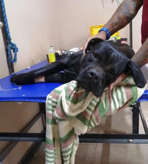 Denuncian ola de envenenamiento de mascotas en Chaco Central  - Nacionales - ABC Color