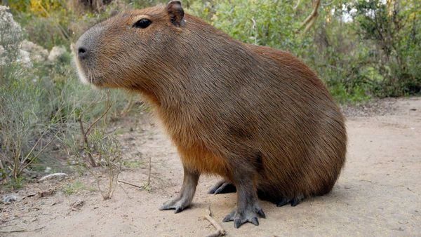 Se atragantó con carne de carpincho y murió