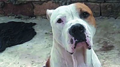 ¿Es o no legal sacrificar a un perro si atacó a alguien?