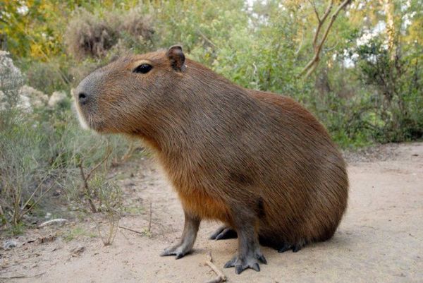 Ypané: Se atragantó con carne de carpincho y murió