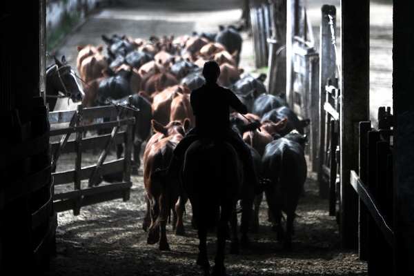 Argentina perdió 1.084 millones de dólares por freno a la exportación de carnes - MarketData