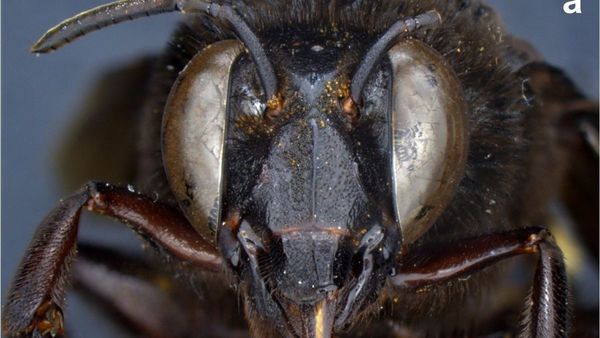 Descubren caso de abeja andrógina: Mitad hembra, mitad macho