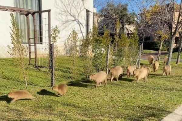 Carpinchos nativos en “guerra” con un barrio privado de Buenos Aires
