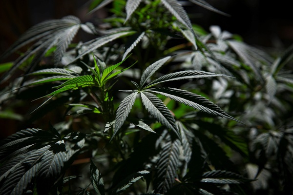 Uruguay sube el porcentaje THC de marihuana en farmacias y piensa en el turismo - MarketData