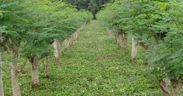 La Nación / Moringa paraguaya accede a licencia de marca país