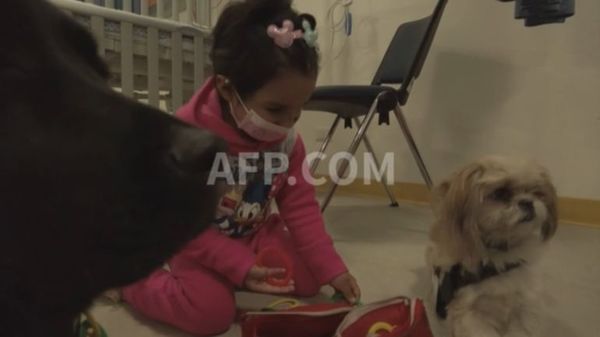 Terapia canina en hospital de Chile para niños y el personal de salud agotado por la pandemia - Mascotas - ABC Color