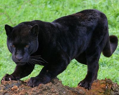 ¡Trágico! Unas 20 panteras murieron en Florida, la mayoría atropelladas