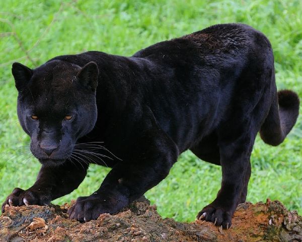 ¡Trágico! Unas 20 panteras murieron en Florida, la mayoría atropelladas
