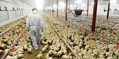 Incremento del contrabando de pollos podría poner en riesgo los puestos de trabajo, aseguran | Ñanduti