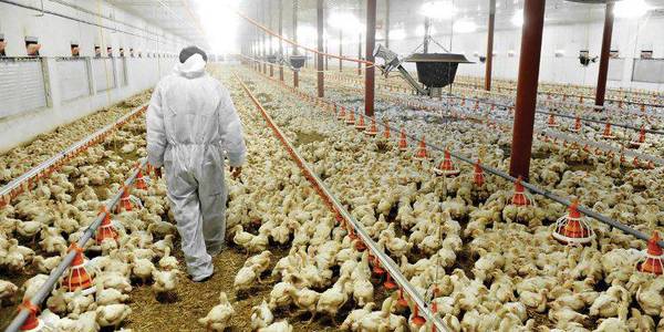 Incremento del contrabando de pollos podría poner en riesgo los puestos de trabajo, aseguran | Ñanduti