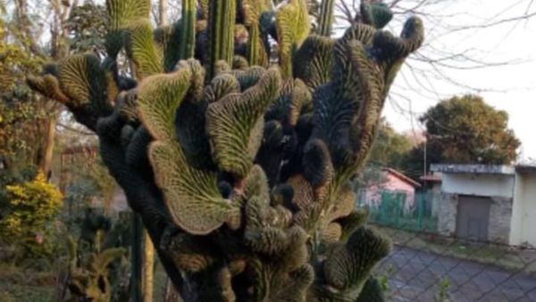 Roban cactus de G. 15 millones para vender en un vivero