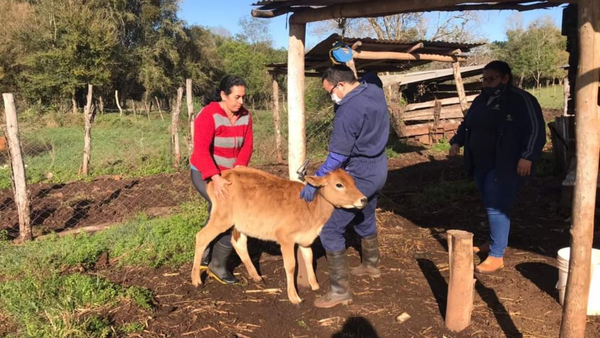 TÉCNICOS DE LA COOP COLONIAS UNIDAS INMUNIZAN CONTRA BRUCELOSIS