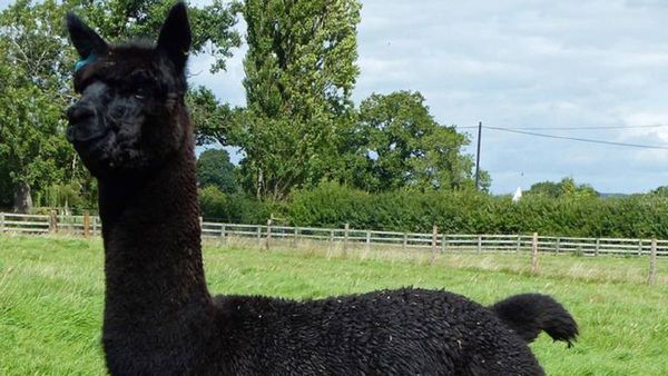 La alpaca, cuyo destino conmocionó a británicos, fue sacrificada