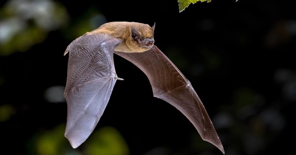 La Nación / La vida del murciélago transcurre entre peligros y secretos