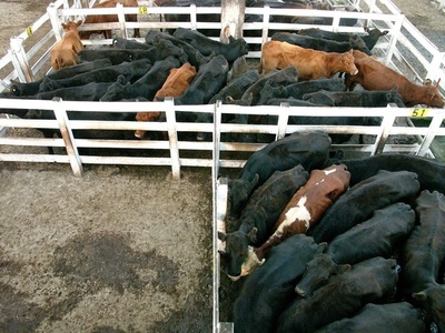 Argentina extiende por dos meses trabas a la exportación de carne vacuna - MarketData