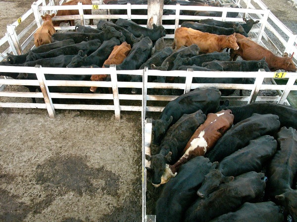Argentina extiende por dos meses trabas a la exportación de carne vacuna - MarketData