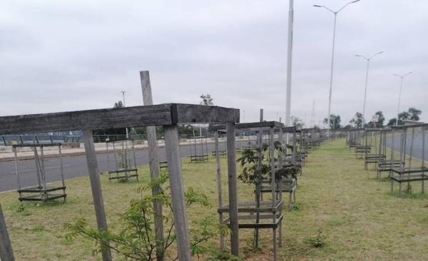 Diario HOY | Verifican los plantines de la Avenida Costanera Norte