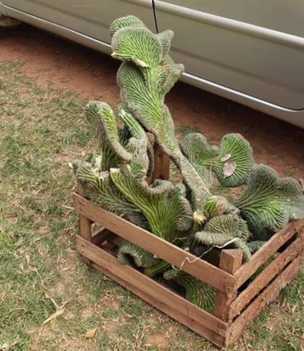 Crónica / Pareja robó cactus de ¡G. 15 millones!