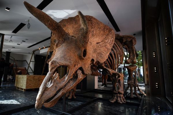 Big John, el mayor dinosaurio tricerátops, será exhibido en París antes de ser subastado