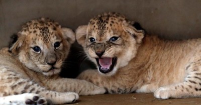 La Nación / Catalogan como “vulnerables” a leones y guepardos, a un paso de “en peligro”