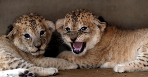 La Nación / Catalogan como “vulnerables” a leones y guepardos, a un paso de “en peligro”