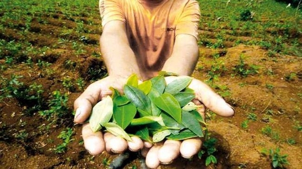 Diario HOY | Bolivia aumentó un 15 % sus cultivos de hojas de coca en 2020, según la ONU