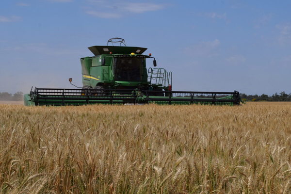 Trigo en el Chaco: rendimiento bajó en 1.800 kilos por hectárea debido a heladas de junio