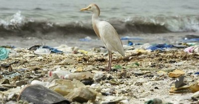 La Nación / ¿Dar un valor económico a la naturaleza para protegerla mejor?