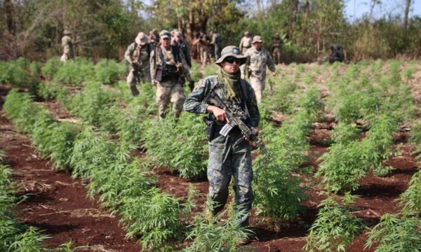 Anulan 140 hectáreas de plantaciones de marihuana en Amambay – Diario TNPRESS
