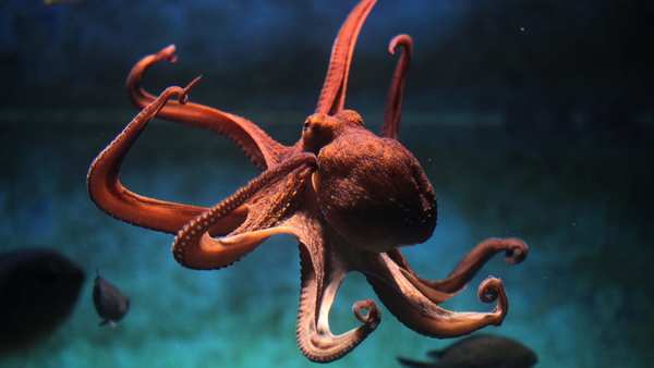 Las hembras pulpo arrojan cosas a los machos que las acosan, descubre un estudio | Ñanduti