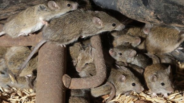 Denuncian invasión de ratas en el Hospital Nacional de Itauguá