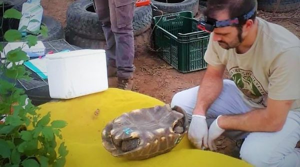 Por primera vez enviarán tortugas del Chaco a Argentina para proyecto de reintroducción