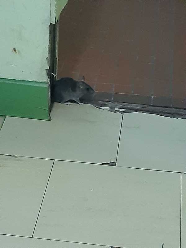 Doctor denuncia que las ratas se adueñaron del Hospital de Itauguá | Ñanduti