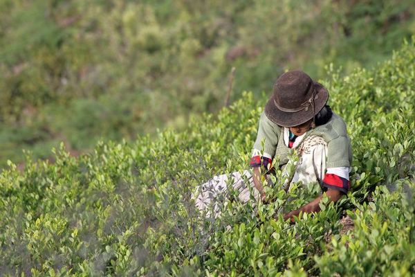 Bolivia promete controlar cultivos de hojas de coca tras aumento en 2020 - Mundo - ABC Color