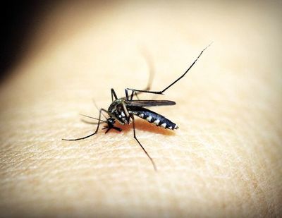 Dengue: aumentan notificaciones de casos sospechosos en Asunción y varios departamentos - Nacionales - ABC Color