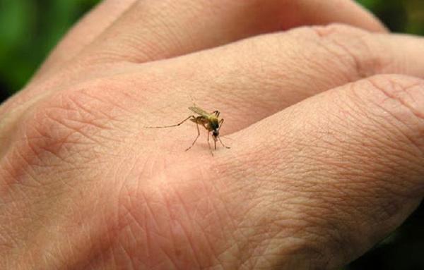 Siete regiones con aumento de notificaciones de dengue