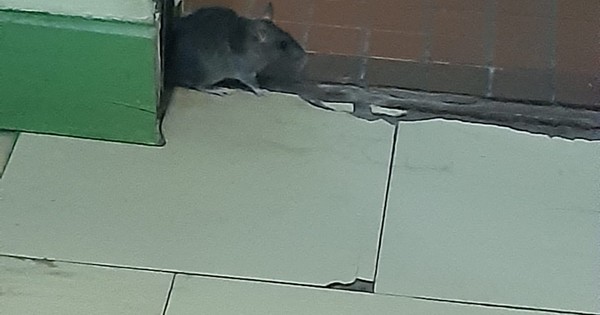 La Nación / Médicos denuncian invasión de ratas en el Hospital Nacional de Itauguá