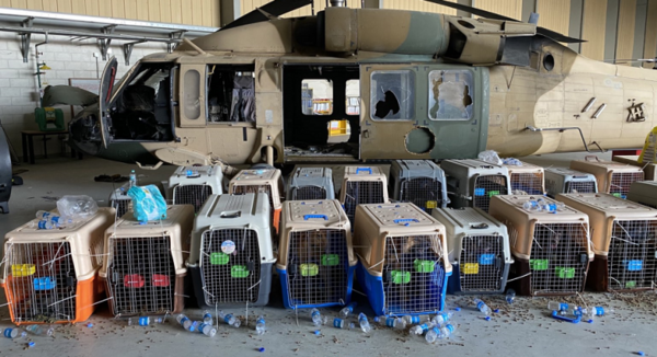 Diario HOY | EEUU niega haber abandonado sus perros en Kabul